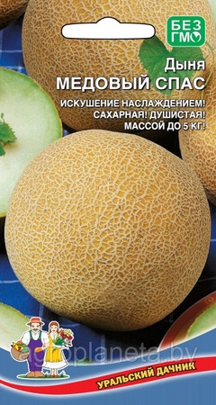 Дыня МЕДОВЫЙ СПАС, 10 шт.