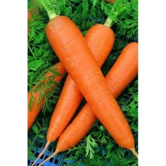 Семена морковь "Красный великан" 1.5 гр. 